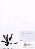 藏品(Neorhodomela aculeata (Perestenko) Masuda)的圖片